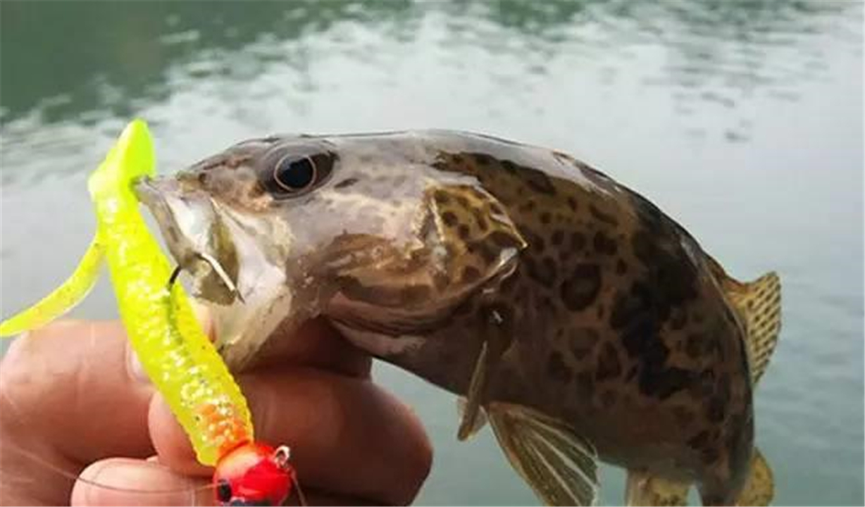 广西野生鳜鱼泛滥?有钓友两小时钓了一桶,有人羡慕也有人恼怒