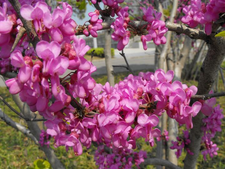 小学生优秀作文赏析：《春天的校园》三篇