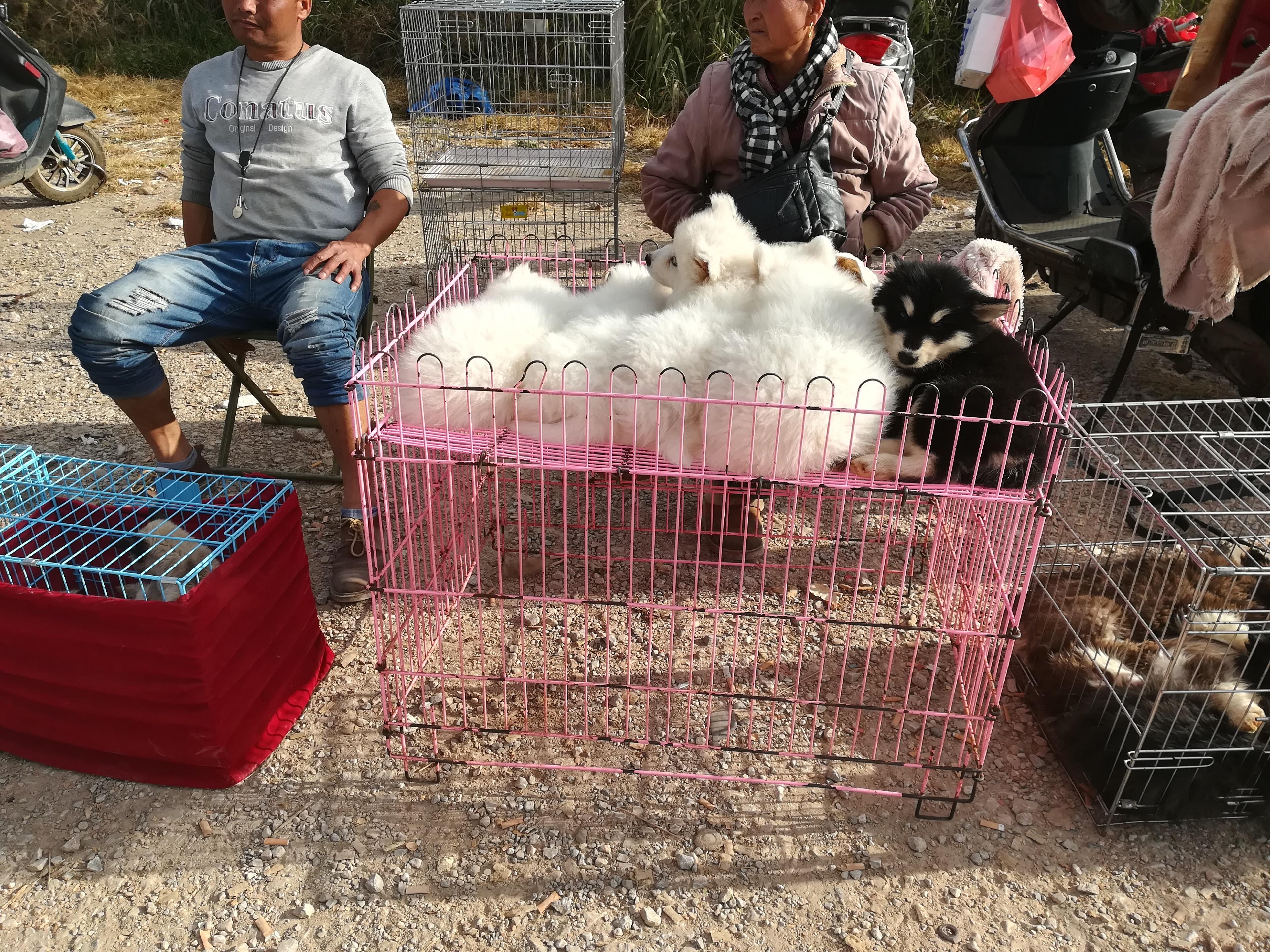 狗市：商贩出售萨摩耶喊价600元，顾客却想400元买走？