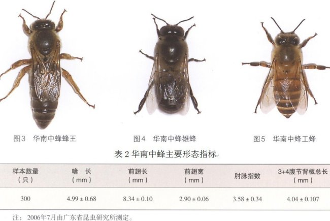 有关蜜蜂的知识有哪些（有关蜜蜂的其他知识）-第6张图片-巴山号