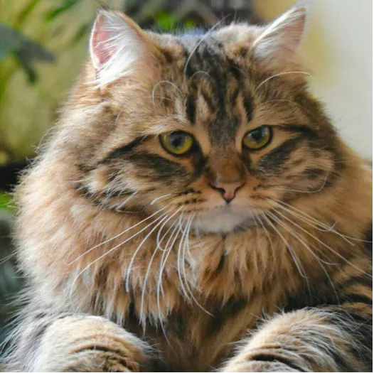 带你见识一下，能洗能遛，乖巧黏人的西伯利亚森林猫