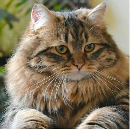 带你见识一下,能洗能遛,乖巧黏人的西伯利亚森林猫