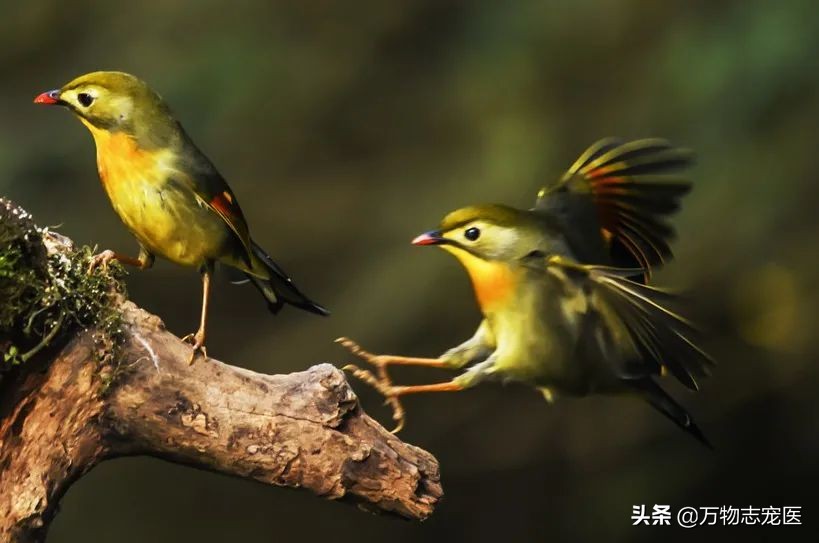 观赏鸟种类大全（国内十大常见宠物鸟一览）