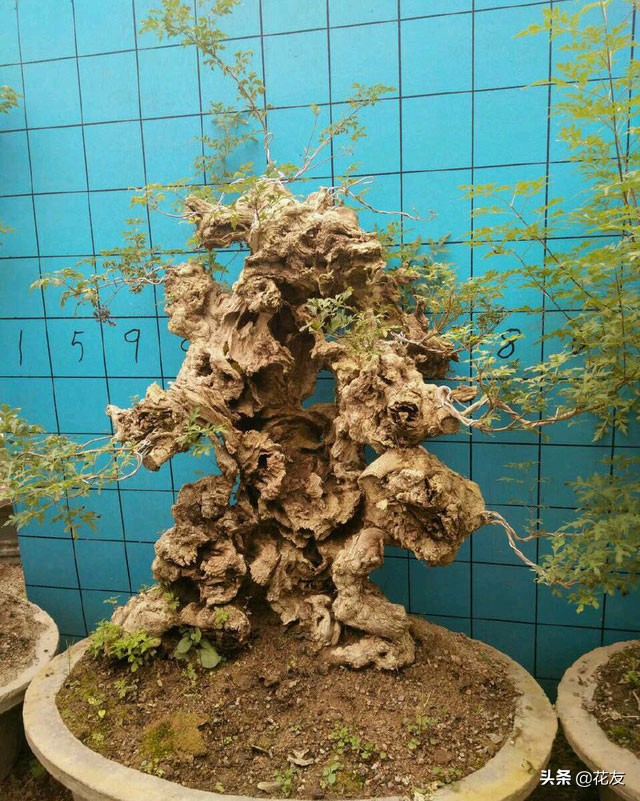 黄荆疙瘩盆景设计制作,造型古朴,形态奇俊