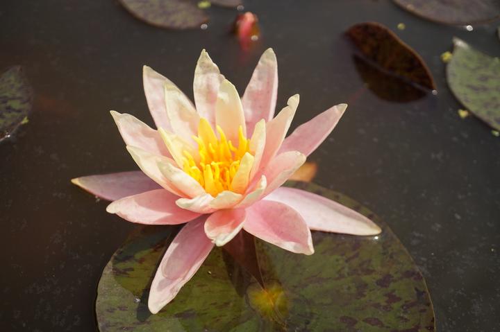 植物园属于哪个区(@广大市民游客，五一杭州植物园最全赏花攻略送上)