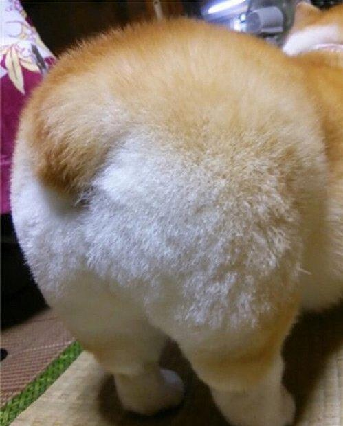 柯基犬多久挤一次“肛门腺”？应该怎么挤？