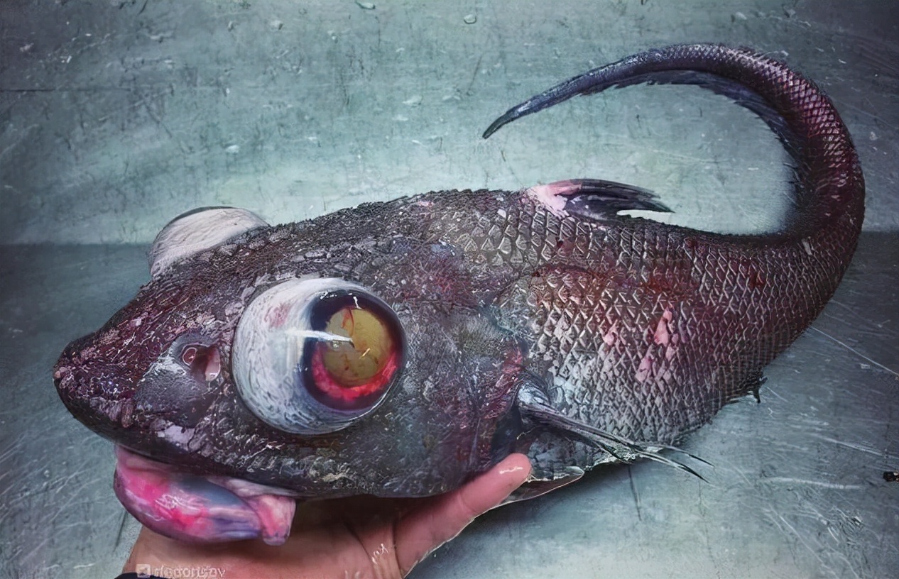 海底一萬米，居然有長得這么驚悚的生物，我居然一個都沒見過