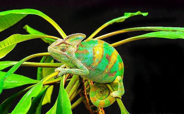 变色龙为什么会变色 变色龙皮下的三种色素-大财经