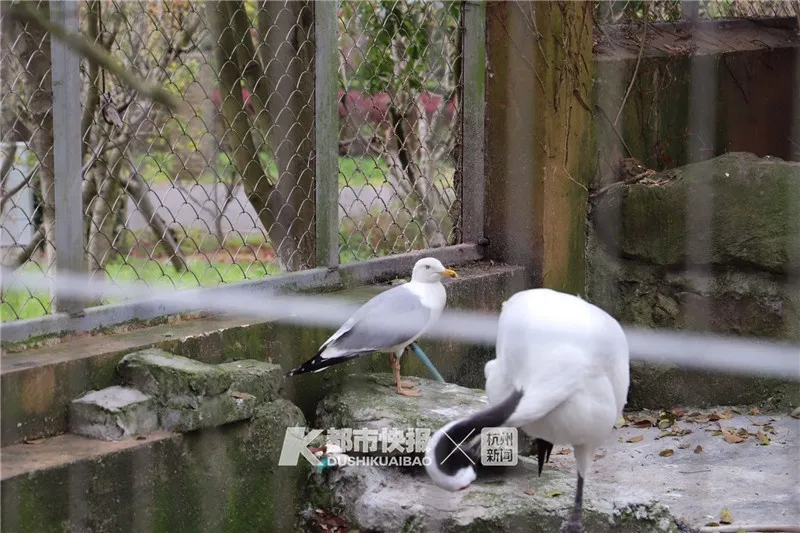 春天到了，狐狸、猕猴、孔雀、梅花鹿、鸵鸟、貉子……都“嗨”到城市里来了！
