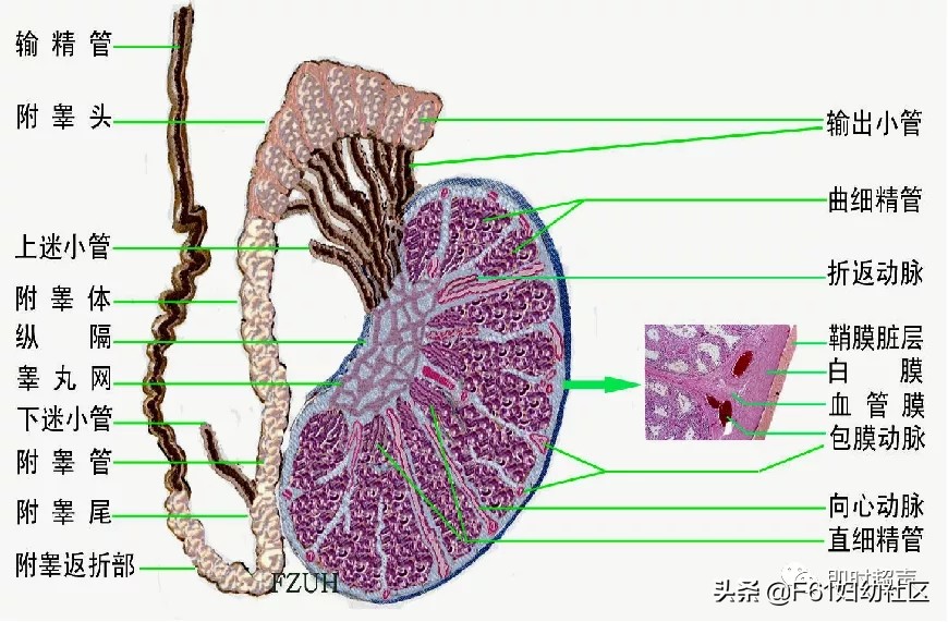 婴儿正常阴囊图（阴囊的解剖图）