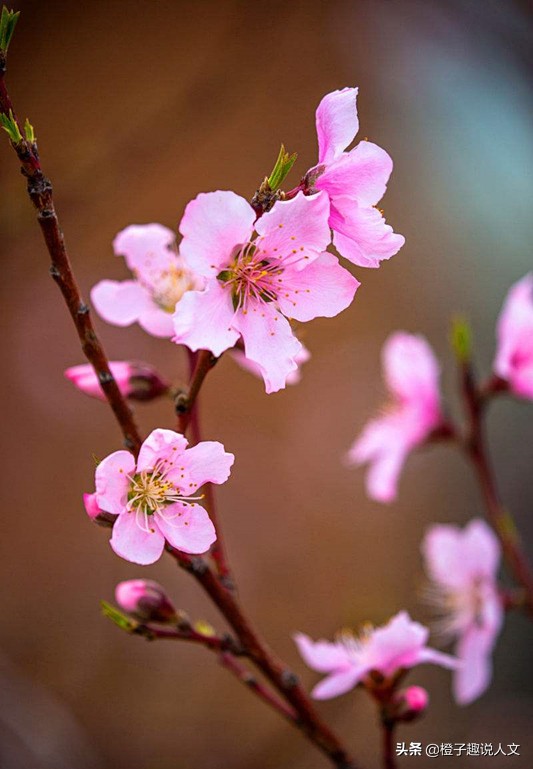 “地理老师”白居易说：“人间四月芳菲尽，山寺桃花始盛开”