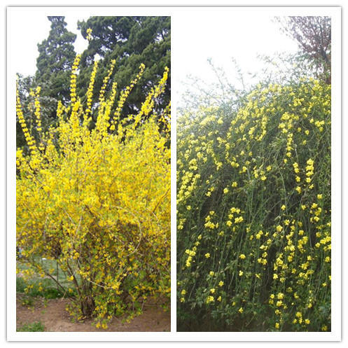 迎春花连翘花区分（迎春花和连翘快速区分方法）