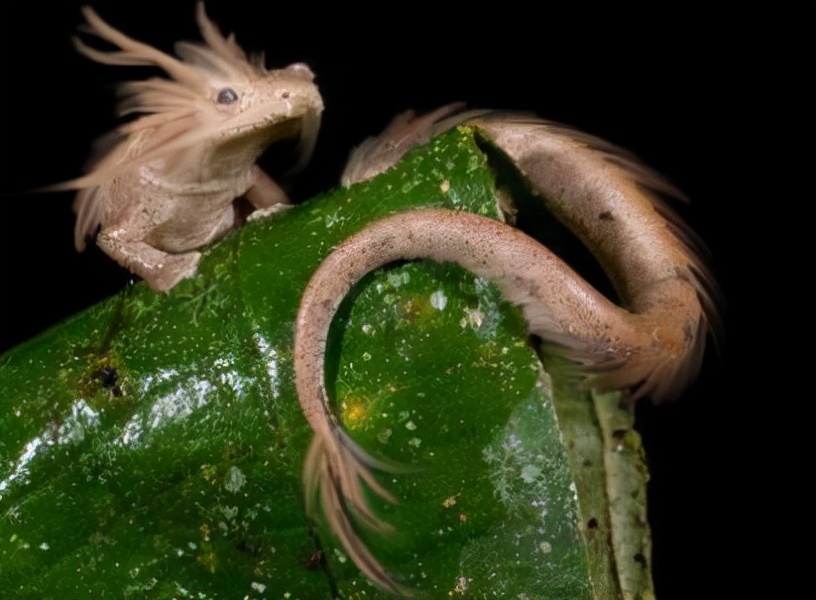 昆仑山真龙吃人照片(昆仑山龙吃人) - 武陵观察网