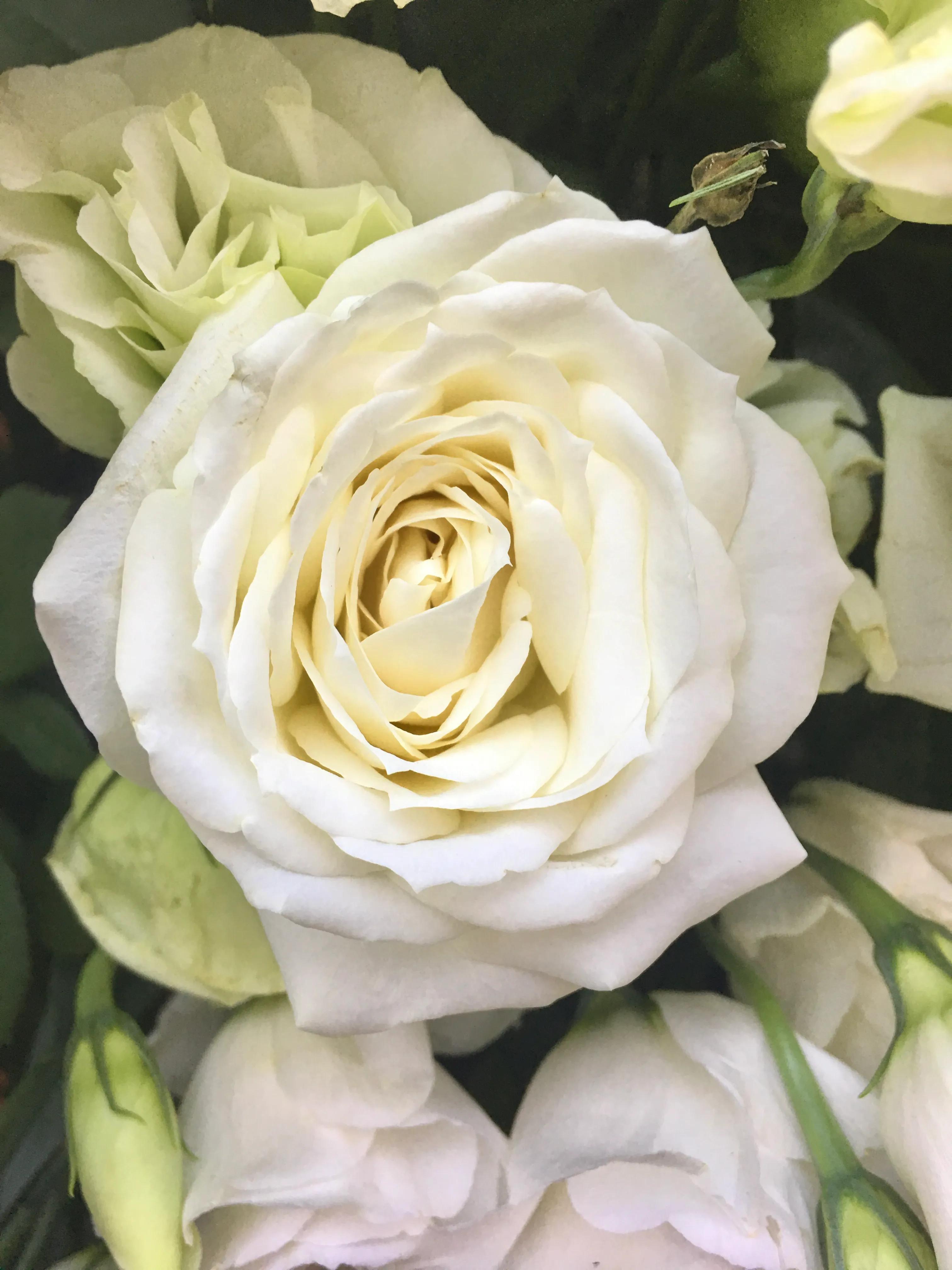 白玫瑰的含义图片