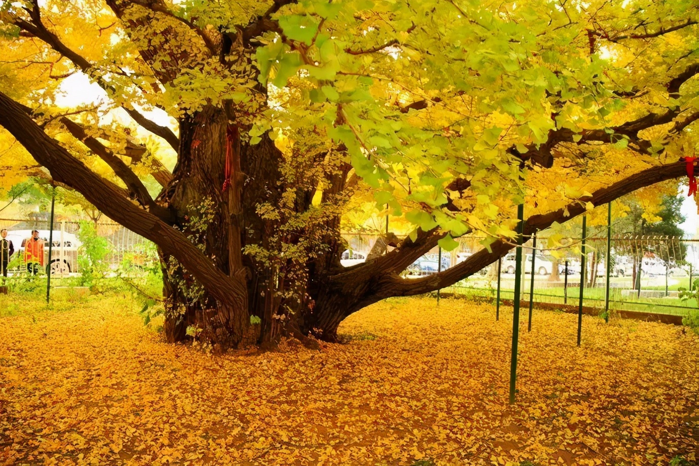 金黄色的北京城隆重登场!周末去赏最美银杏
