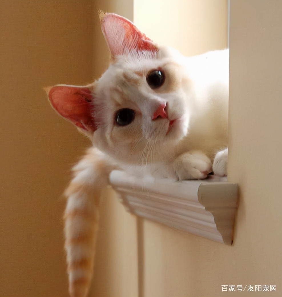 养猫烦恼经｜你需要知道的猫疫苗疑难，都在这里