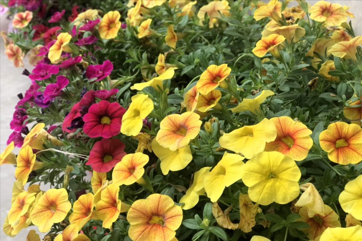 植物花语 扶桑花的花期 _达一风水网