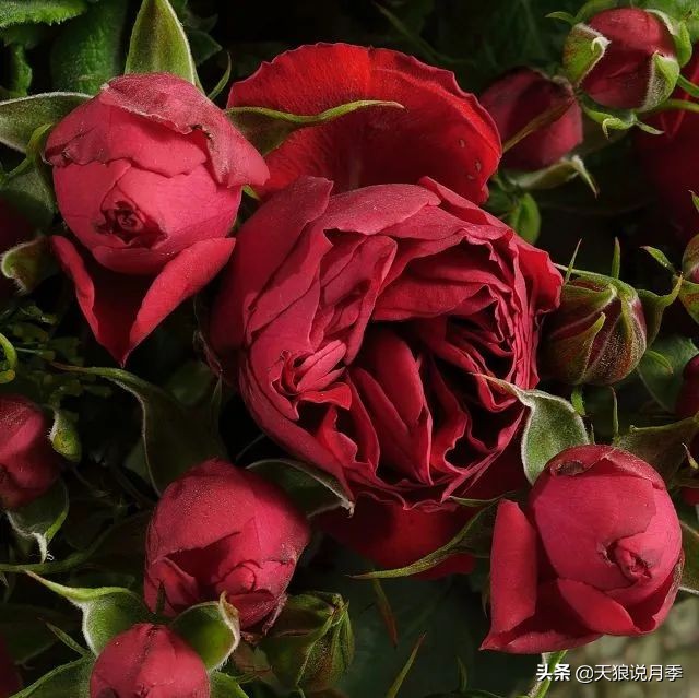 2020世界新品月季大赏，一起来看看都有哪些值得期待的新品种