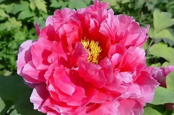 100种名贵牡丹鉴赏 绘画好素材（报花名）