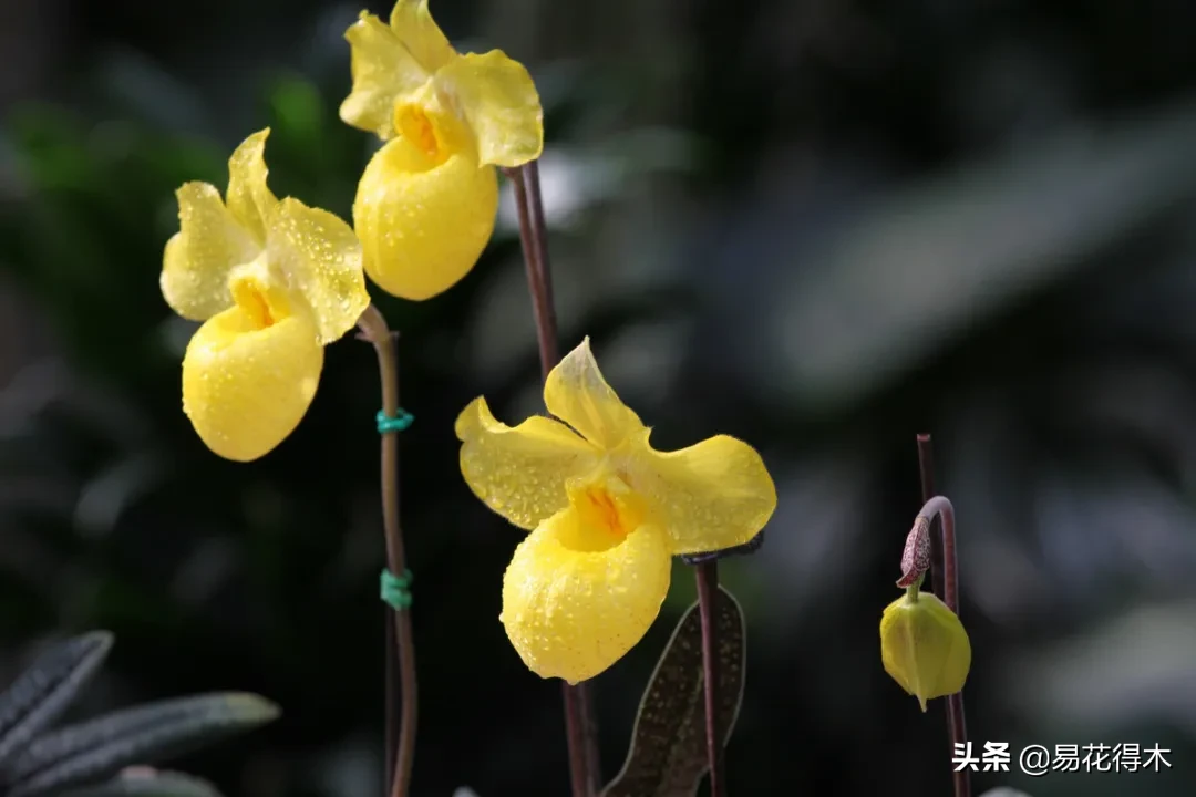 国家Ⅰ级濒危珍稀植物|杏黄兜兰的鉴赏及保护现状