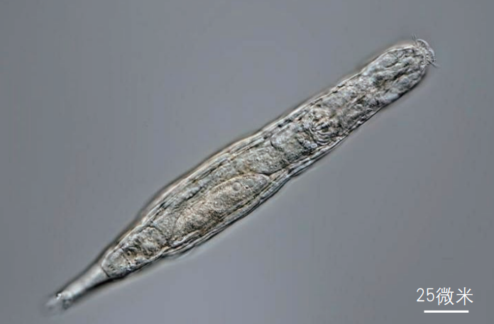 北极发现“永生”生物，已经2.4万岁，还能进行自我克隆