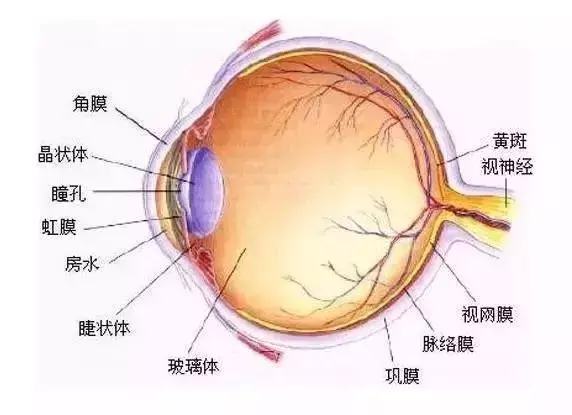 眼睛模糊不清、重影、视力下降等情况，中老年人要当心白内障！
