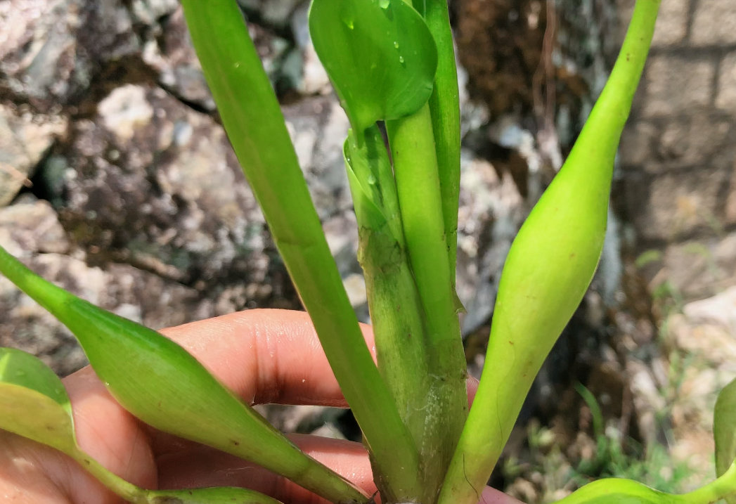 水葫芦长什么样子图片（带你认识它的3种用途）