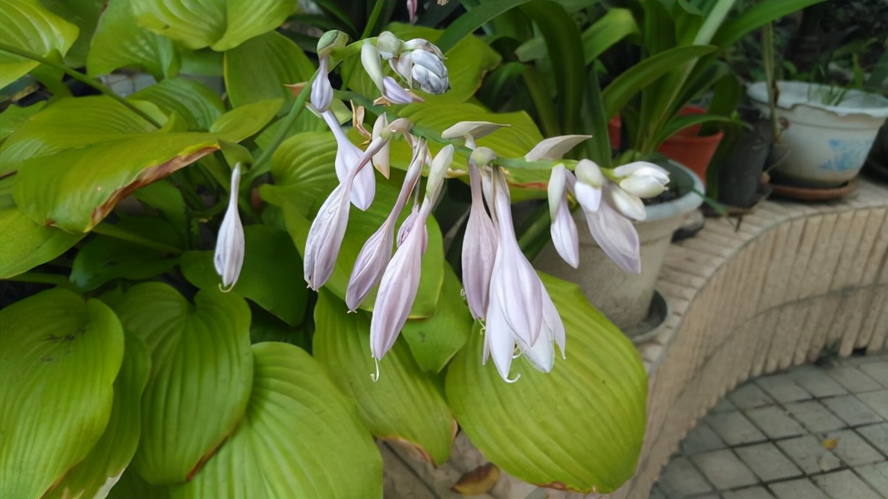 玉簪花的风水寓意（花色纯洁与众不同，玉簪花的养护须知）