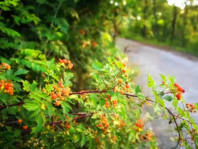 散文随笔●淡淡的乡愁