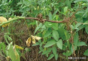 大豆根腐病怎么治（大豆根腐的病症状及防治方法）