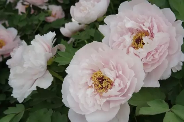 100种名贵牡丹鉴赏 绘画好素材（报花名）