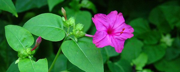 紫茉莉种子种植方法（紫茉莉的盆栽种植步骤）