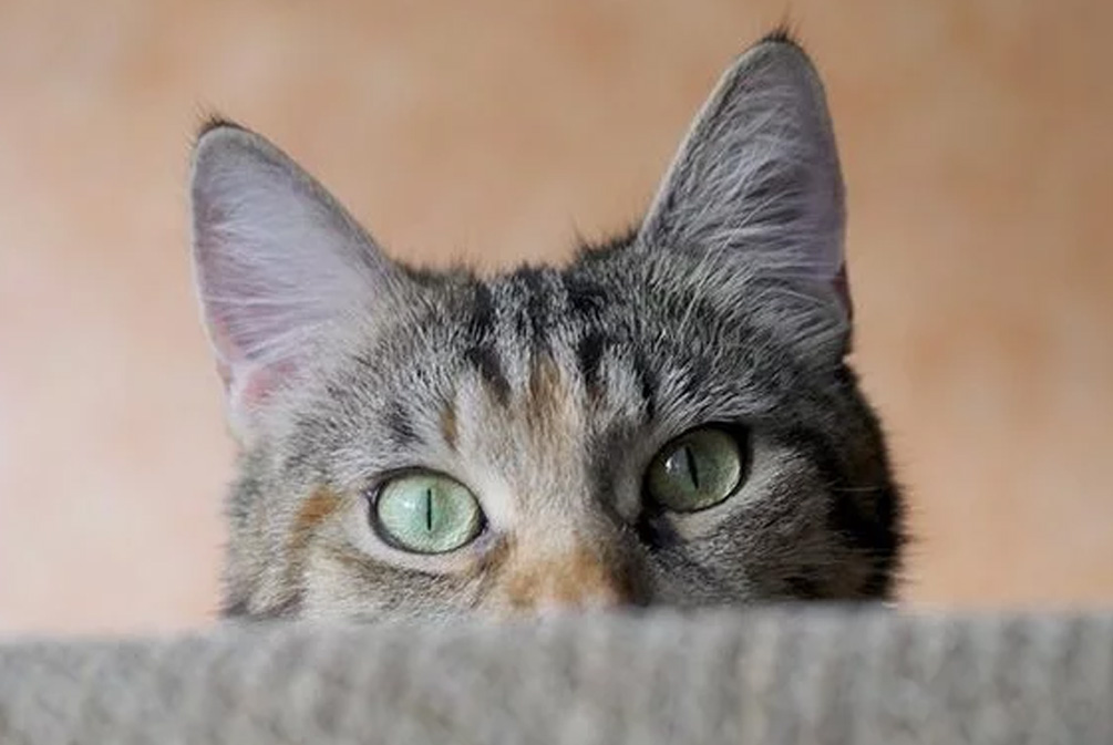 作为爱猫人士,你得了解关于猫耳朵的5个有趣事实