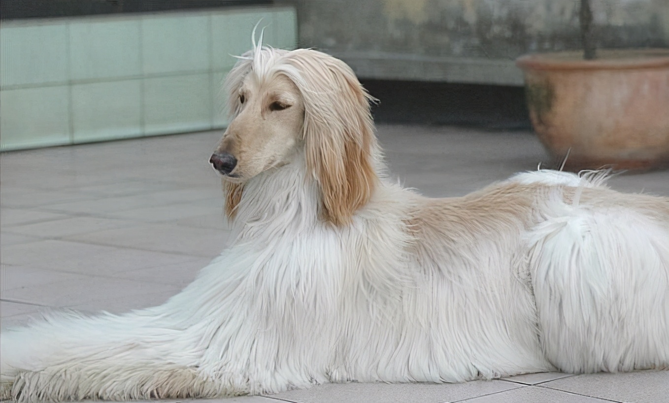 阿富汗猎犬行动敏捷,姿态优雅,还有着一身长发,像一个高贵的皇族.