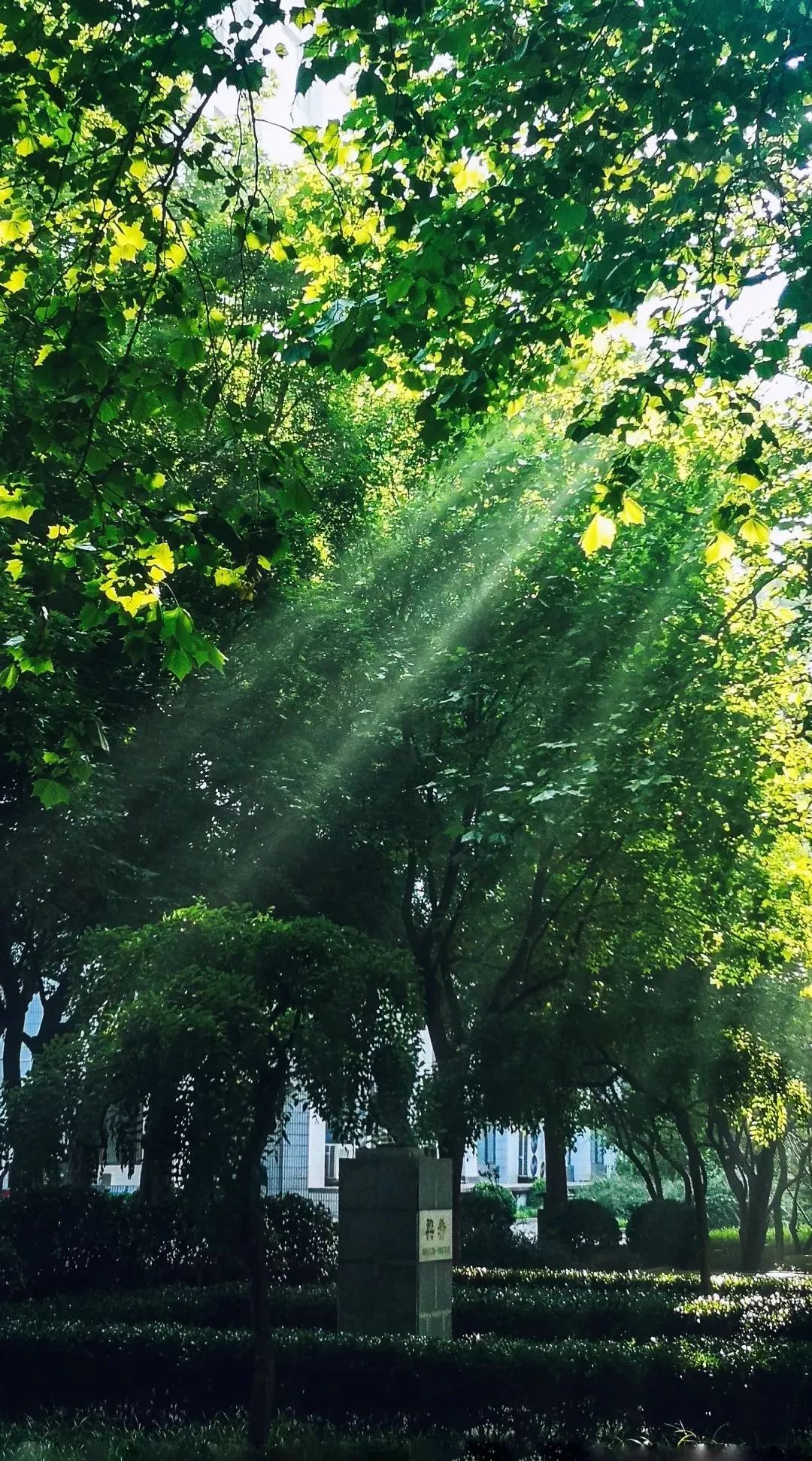 你的理想大学，终于被做成了手机壁纸