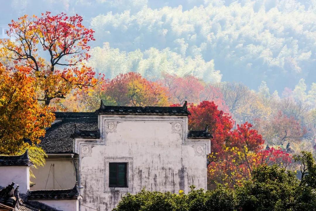 院子里种上这5种会“变色”的树，你家院子也会变“景区”