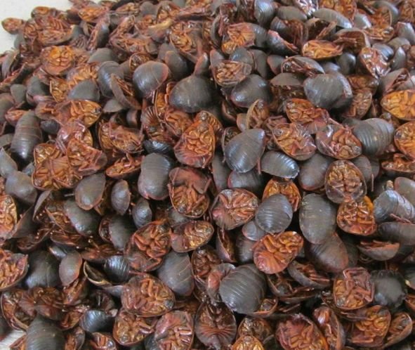 土鳖虫价格,土鳖虫价格多少钱一斤