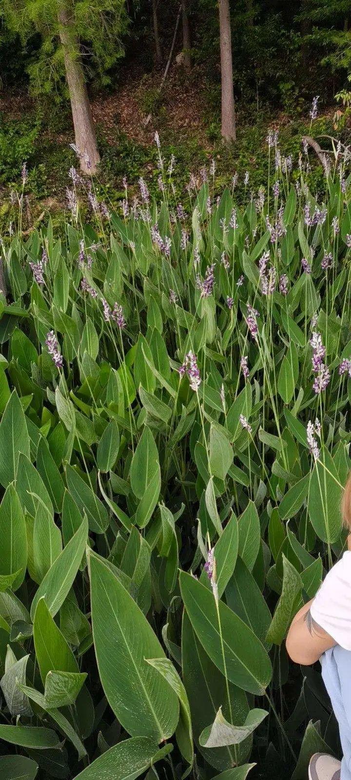 10种花太能喝水,一天一瓢水,7天爆满缸