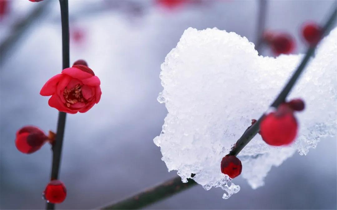 赏读：梅与雪之间，细裁一帘春天
