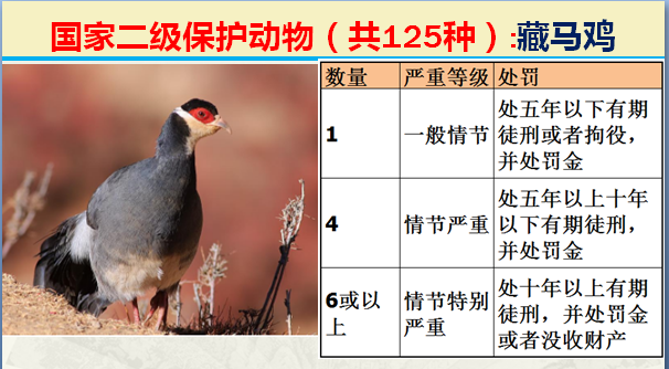 国家保护动物分几个等级（125类二级野生保护名录）