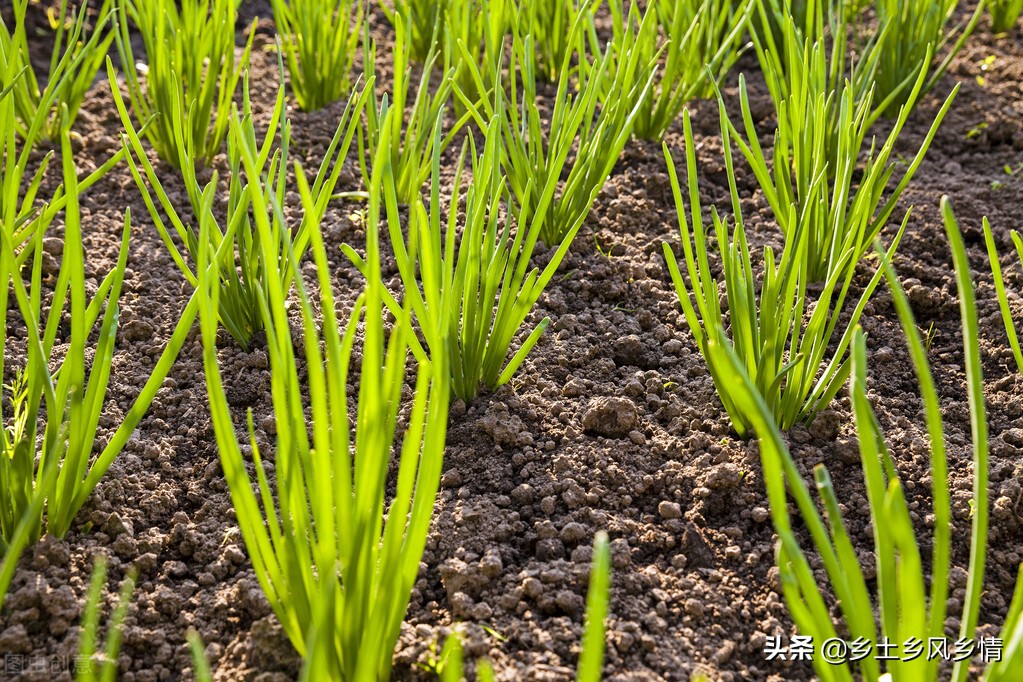 韭菜种子种植方法，这样种既简单又方便，种一次能采收七八年