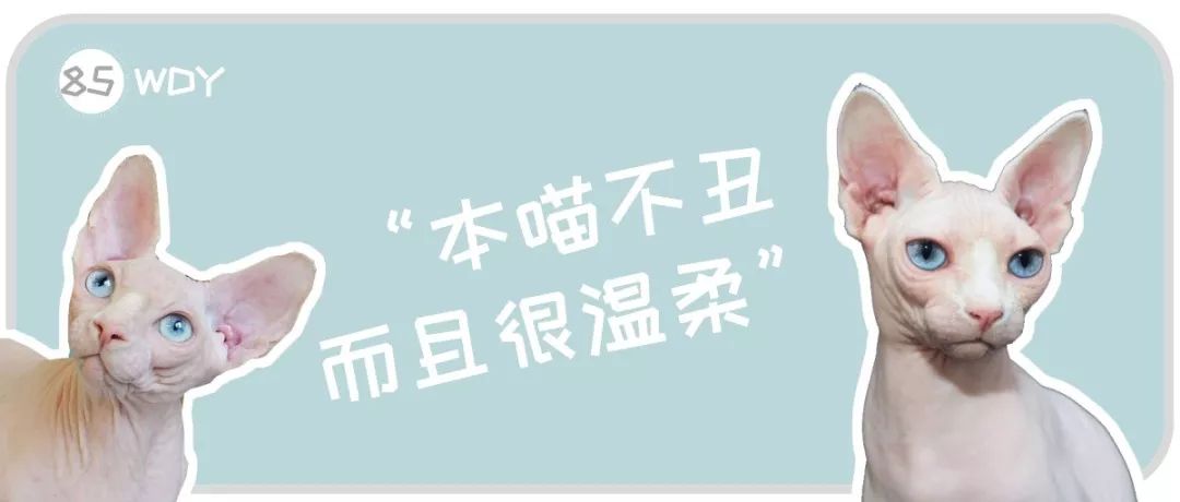 长相有点“丑”的无毛猫是什么品种？为什么那么贵还有人养？