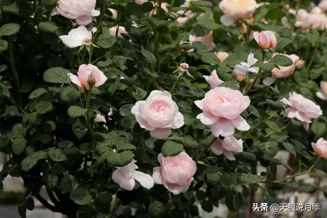 瑞典女王月季一年开几次花（瑞典女王的多年记录及讲解）