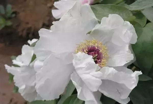 100种名贵牡丹鉴赏 绘画好素材（报花名）