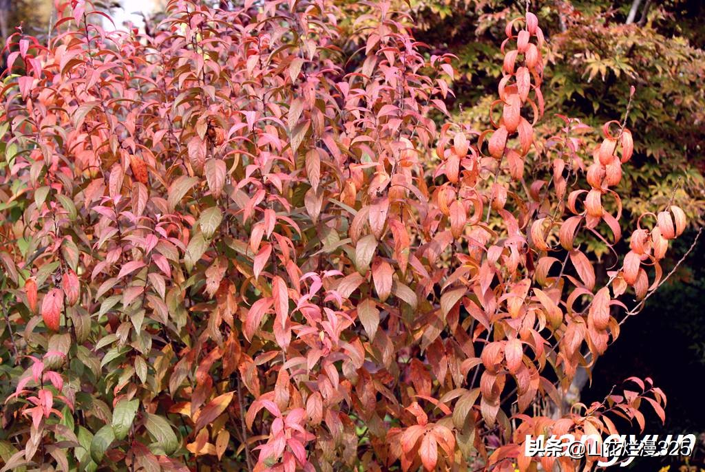 麦李(美花佳果——麦李.你认识吗?