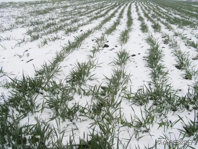 天气预报：农村俗语“雷打雪，人啃铁”，有什么预兆？是啥意思？