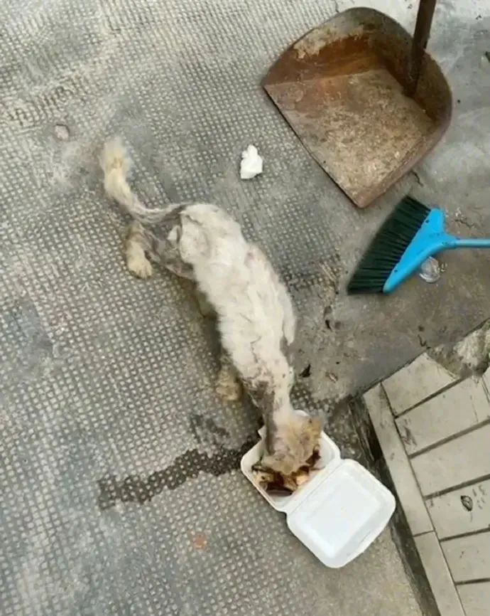 路边货车司机累得像狗一样，网友把照片发出来，笑翻：太形象了