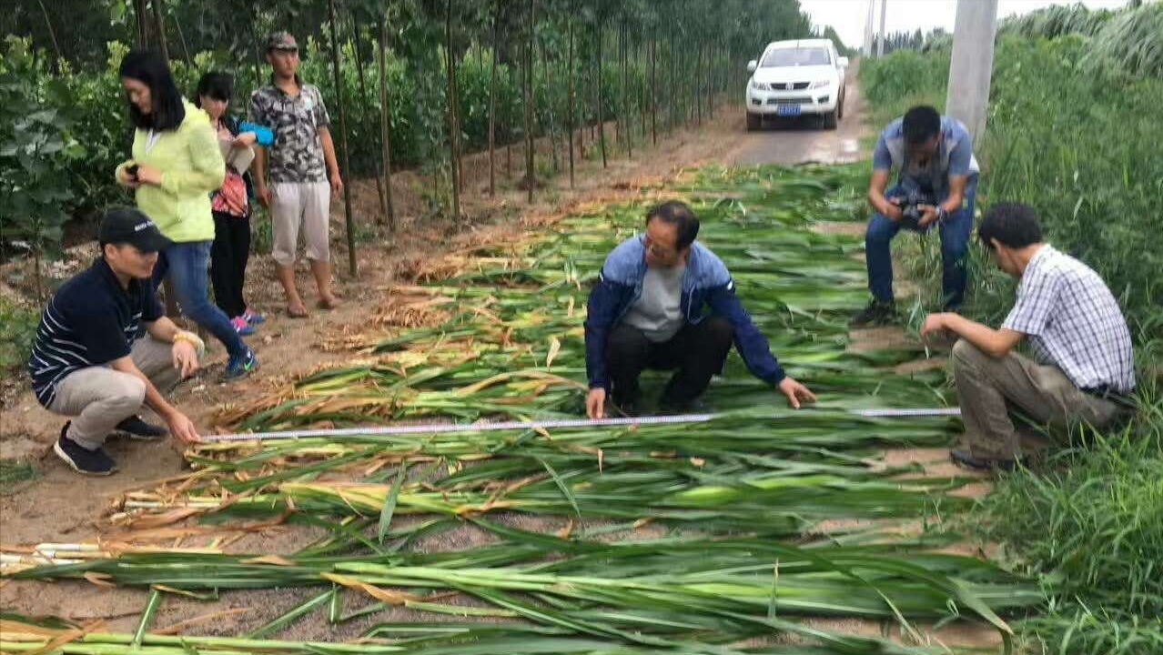 比人还高的草见过吗？巨菌草高8米亩产30吨，种一次连续收割15年