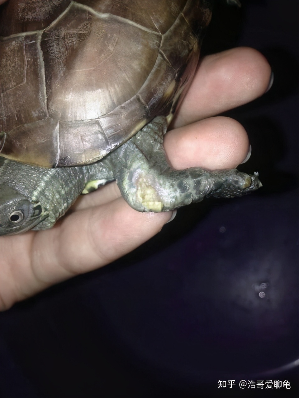 冰块棉签扩张器支撑器 棉签冰块车文-丹霞百科