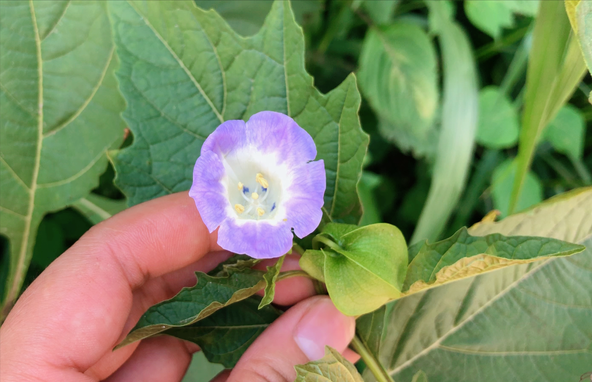 这就是冰粉树,籽是西南特色美食凉粉的原料,还有这种用途知道吗